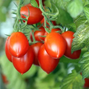 Roma Tomato Live Plant – 4 Inch Pot – Vegetable Starter – High Yield - Image 3