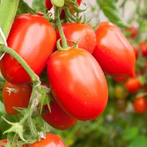 Roma Tomato Live Plant – 4 Inch Pot – Vegetable Starter – High Yield - Image 4