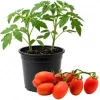 Roma Tomato Live Plant – 4 Inch Pot – Vegetable Starter – High Yield - Image 1
