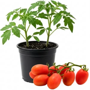 Roma Tomato Live Plant – 4 Inch Pot – Vegetable Starter – High Yield - Image 1