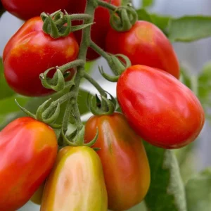 Roma Tomato Live Plant – 4 Inch Pot – Vegetable Starter – High Yield - Image 5