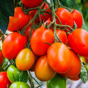 Roma Tomato Live Plant – 4 Inch Pot – Vegetable Starter – High Yield - Image 6