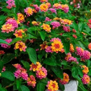Rose Lantana Live Plant, Fragrant Perennial Flower, 4-6 Inch Tall, Outdoor Garden - Image 2