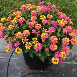Rose Lantana Live Plant, Fragrant Perennial Flower, 4-6 Inch Tall, Outdoor Garden - Image 3