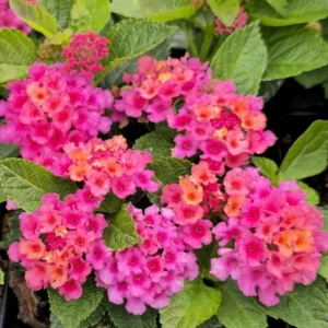 Rose Lantana Live Plant, Fragrant Perennial Flower, 4-6 Inch Tall, Outdoor Garden - Image 4