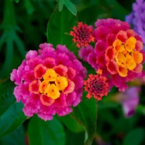 Rose Lantana Live Plant, Fragrant Perennial Flower, 4-6 Inch Tall, Outdoor Garden - Image 5
