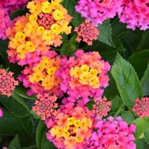Rose Lantana Live Plant, Fragrant Perennial Flower, 4-6 Inch Tall, Outdoor Garden - Image 6