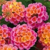 Rose Lantana Live Plant, Fragrant Perennial Flower, 4-6 Inch Tall, Outdoor Garden - Image 1