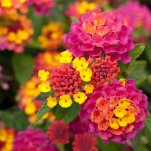 Rose Lantana Live Plant, Fragrant Perennial Flower, 4-6 Inch Tall, Outdoor Garden - Image 7