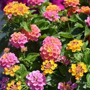 Rose Lantana Live Plant, Fragrant Perennial Flower, 4-6 Inch Tall, Outdoor Garden - Image 8