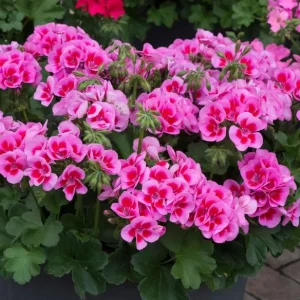 Rose Megasplash Geranium Live Plant – Vibrant Perennial Flowers, 4-6 Inch Tall, Indoor/Outdoor - Image 2