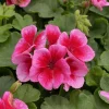 Rose Megasplash Geranium Live Plant – Vibrant Perennial Flowers, 4-6 Inch Tall, Indoor/Outdoor - Image 1