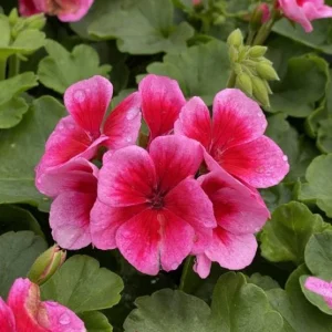 Rose Megasplash Geranium Live Plant – Vibrant Perennial Flowers, 4-6 Inch Tall, Indoor/Outdoor - Image 1