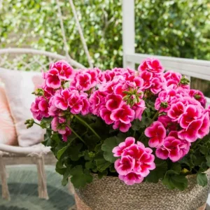 Rose Megasplash Geranium Live Plant – Vibrant Perennial Flowers, 4-6 Inch Tall, Indoor/Outdoor - Image 3