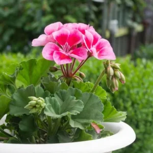 Rose Megasplash Geranium Live Plant – Vibrant Perennial Flowers, 4-6 Inch Tall, Indoor/Outdoor - Image 4