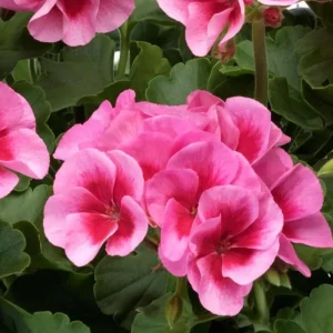 Rose Megasplash Geranium Live Plant – Vibrant Perennial Flowers, 4-6 Inch Tall, Indoor/Outdoor - Image 5