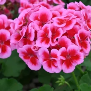 Rose Megasplash Geranium Live Plant – Vibrant Perennial Flowers, 4-6 Inch Tall, Indoor/Outdoor - Image 6