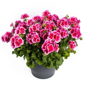Rose Megasplash Geranium Live Plant – Vibrant Perennial Flowers, 4-6 Inch Tall, Indoor/Outdoor - Image 7