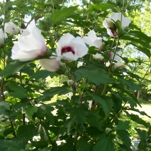 Rose of Sharon Plant Cuttings - White or Purple Flowering Shrubs - Set of 10 Unrooted - Image 3