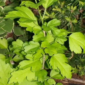 Rose of Sharon Plant Cuttings - White or Purple Flowering Shrubs - Set of 10 Unrooted - Image 5