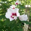 Rose of Sharon Plant Cuttings - White or Purple Flowering Shrubs - Set of 10 Unrooted - Image 1
