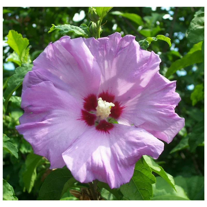 Rose of Sharon Plant Cuttings - White or Purple Hibiscus syriacus - Set of 10 Unrooted Cuttings - Image 2
