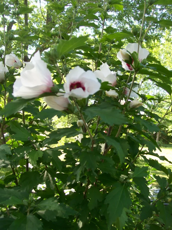 Rose of Sharon Plant Cuttings - White or Purple Hibiscus syriacus - Set of 10 Unrooted Cuttings - Image 3