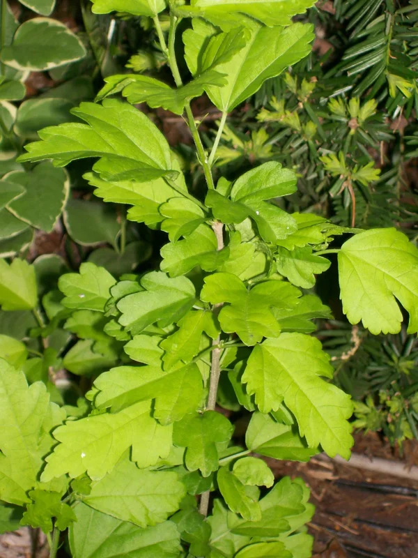 Rose of Sharon Plant Cuttings - White or Purple Hibiscus syriacus - Set of 10 Unrooted Cuttings - Image 4