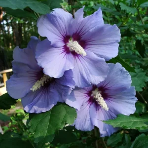 Rose of Sharon Plant Cuttings - White or Purple Hibiscus syriacus - Set of 10 Unrooted Cuttings - Image 6