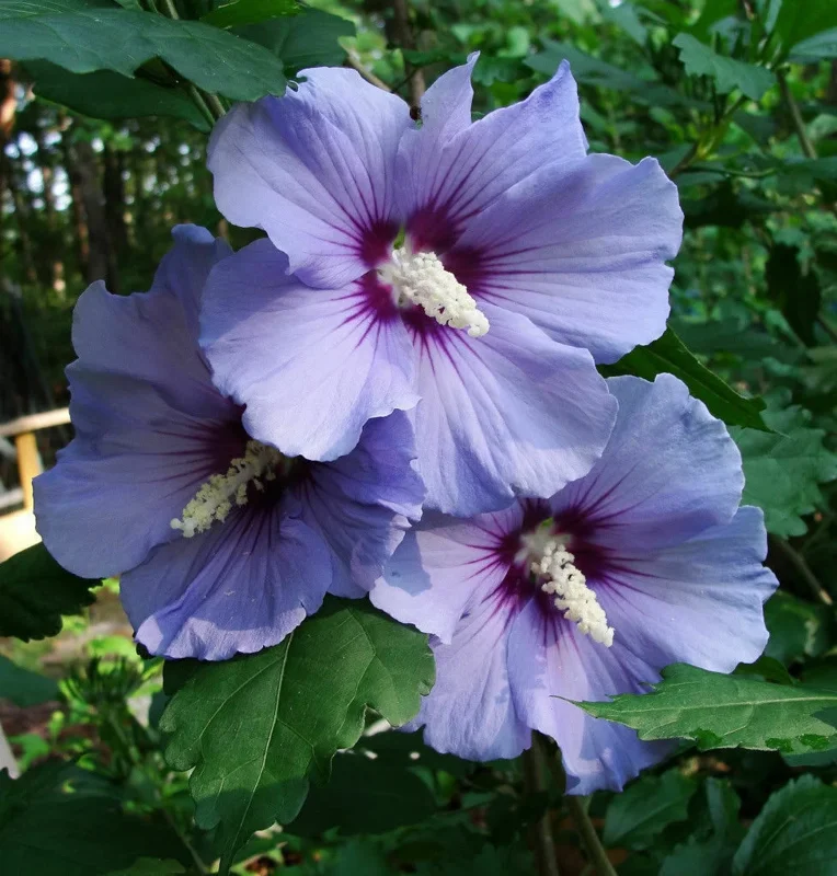Rose of Sharon Plant Cuttings - White or Purple Hibiscus syriacus - Set of 10 Unrooted Cuttings - Image 6