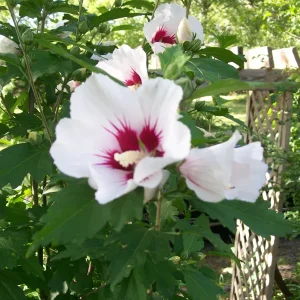 Rose of Sharon Plant Cuttings - White or Purple Hibiscus syriacus - Set of 10 Unrooted Cuttings - Image 1