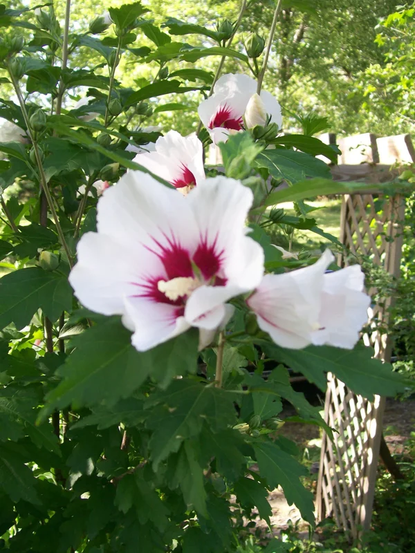 Rose of Sharon Plant Cuttings - White or Purple Hibiscus syriacus - Set of 10 Unrooted Cuttings - Image 1