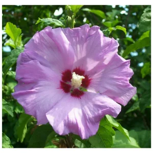 Rose of Sharon Plant Cuttings - White & Purple Hibiscus - Set of 10 Unrooted - Image 2