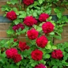 Rose Plant Seeds & Cuttings - Fresh Live Roses for Garden, Indoor/Outdoor - Image 1