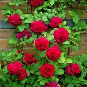 Rose Plant Seeds & Cuttings - Fresh Live Roses for Garden, Indoor/Outdoor - Image 1