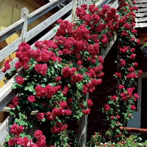 Rose Plant Seeds & Cuttings - Fresh Live Roses for Garden, Indoor/Outdoor - Image 2