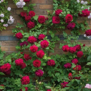 Rose Plant Seeds & Cuttings - Fresh Live Roses for Garden, Indoor/Outdoor - Image 3
