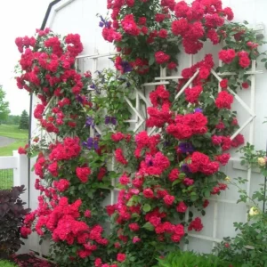 Rose Plant Seeds & Cuttings - Fresh Live Roses for Garden, Indoor/Outdoor - Image 4