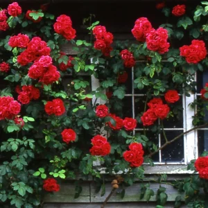 Rose Plant Seeds & Cuttings - Fresh Live Roses for Garden, Indoor/Outdoor - Image 5