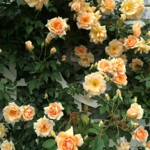 Rose Seeds & Cuttings - 50+ Count, Live Plant Options, Indoor/Outdoor - Image 3