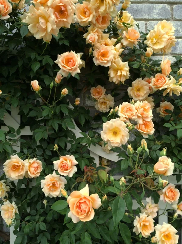 Rose Seeds & Cuttings - 50+ Count, Live Plant Options, Indoor/Outdoor - Image 3