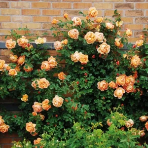 Rose Seeds & Cuttings - 50+ Count, Live Plant Options, Indoor/Outdoor - Image 4