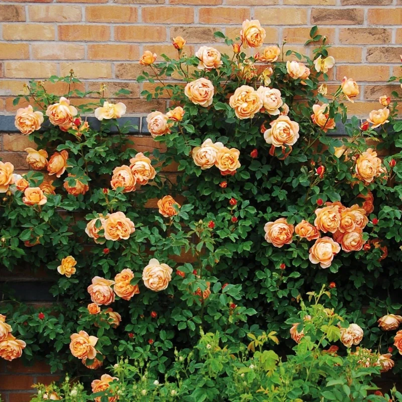 Rose Seeds & Cuttings - 50+ Count, Live Plant Options, Indoor/Outdoor - Image 4