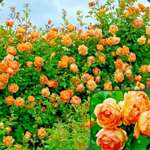 Rose Seeds & Cuttings - 50+ Count, Live Plant Options, Indoor/Outdoor - Image 1