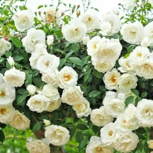 Rose Seeds & Cuttings - Grow Your Own Beautiful Rose Plants - Image 1