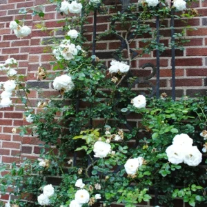 Rose Seeds & Cuttings - Grow Your Own Beautiful Rose Plants - Image 3