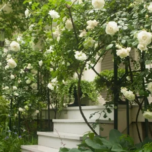 Rose Seeds & Cuttings - Grow Your Own Beautiful Rose Plants - Image 4