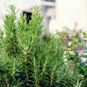 Rosemary Live Plant – 10-inch Tall Culinary Herb in 4-inch Pot – Outdoor - Image 2