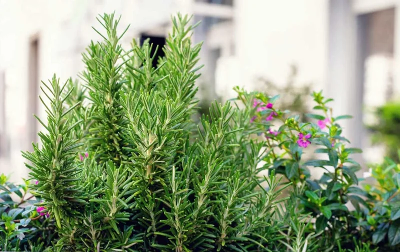 Rosemary Live Plant – 10-inch Tall Culinary Herb in 4-inch Pot – Outdoor - Image 2