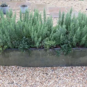 Rosemary Live Plant – 10-inch Tall Culinary Herb in 4-inch Pot – Outdoor - Image 3